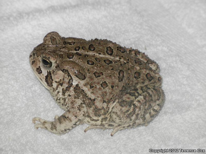 Woodhouse's Toad (Anaxyrus woodhousii woodhousii)