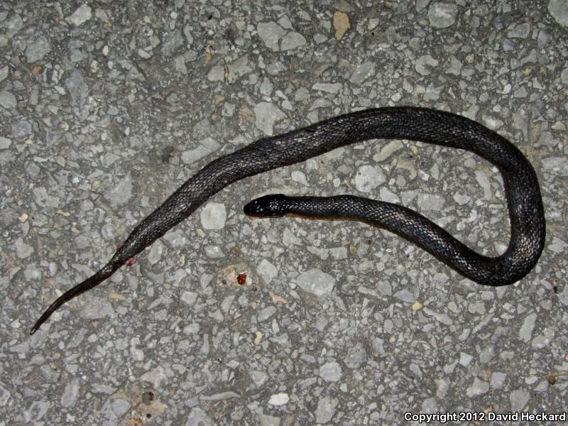 Gulf Crayfish Snake (Regina rigida sinicola)