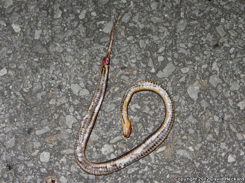 Gulf Crayfish Snake (Regina rigida sinicola)