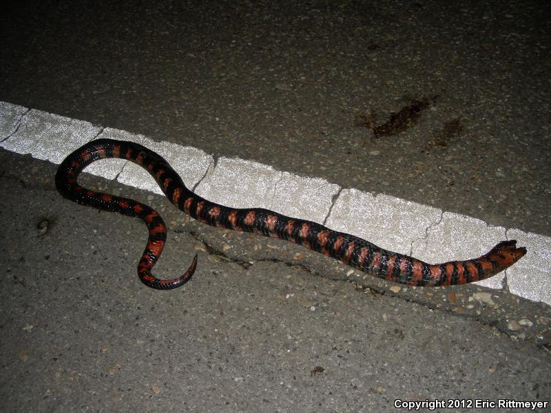 Western Mudsnake (Farancia abacura reinwardtii)