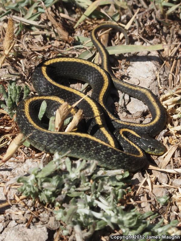 Santa Cruz Gartersnake (Thamnophis atratus atratus)