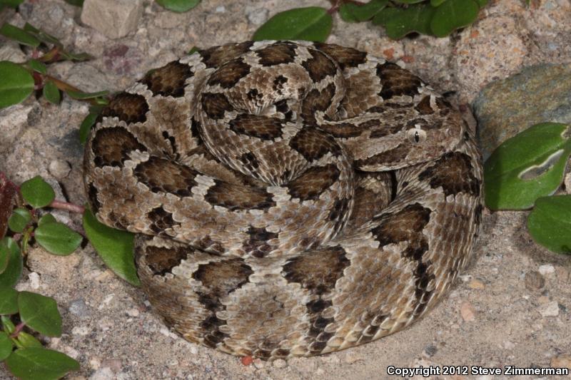 Baja California Rattlesnake (Crotalus enyo)