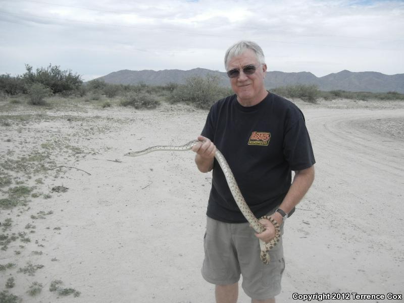 Sonoran Gopher Snake (Pituophis catenifer affinis)