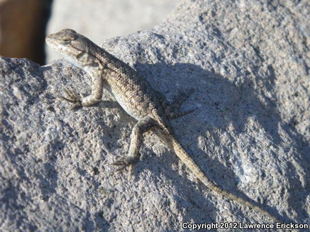 NorthWestern Fence Lizard (Sceloporus occidentalis occidentalis)