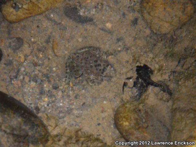 Foothill Yellow-legged Frog (Rana boylii)