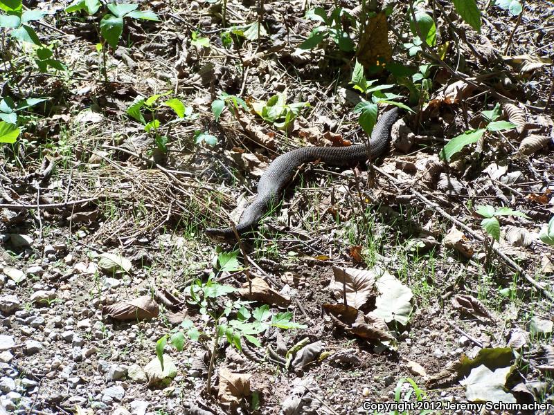 Western Cottonmouth (Agkistrodon piscivorus leucostoma)