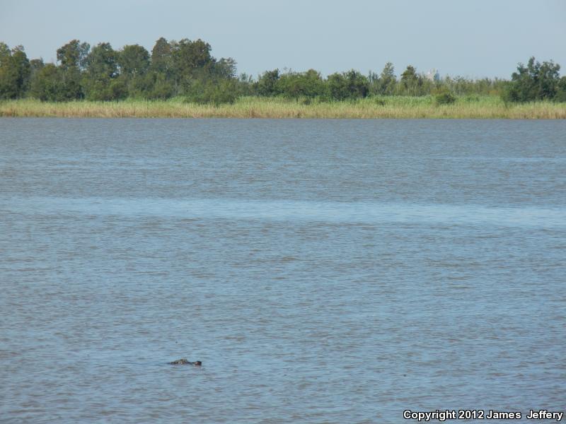 American Alligator (Alligator mississippiensis)