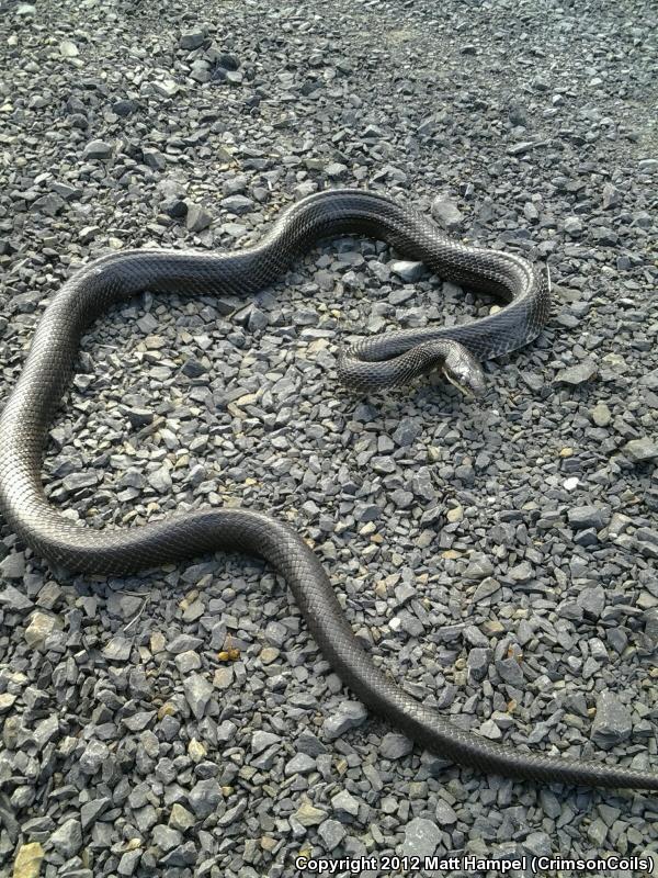 Black Ratsnake (Pantherophis obsoletus obsoletus)