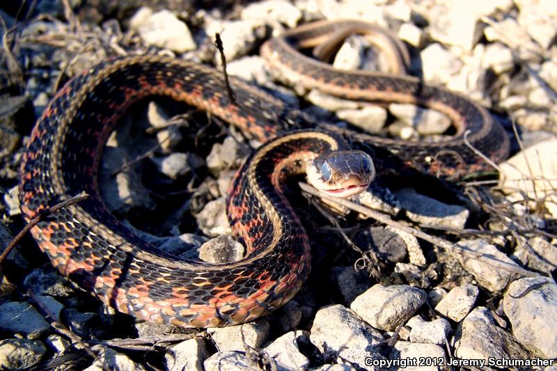 Red-sided Gartersnake (Thamnophis sirtalis parietalis)