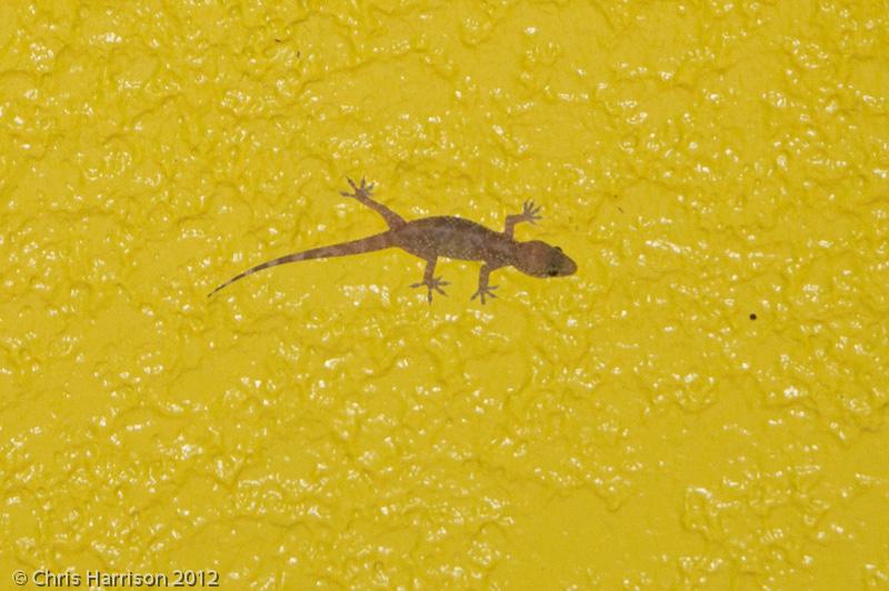 Turkish House Gecko (Hemidactylus turcicus turcicus)