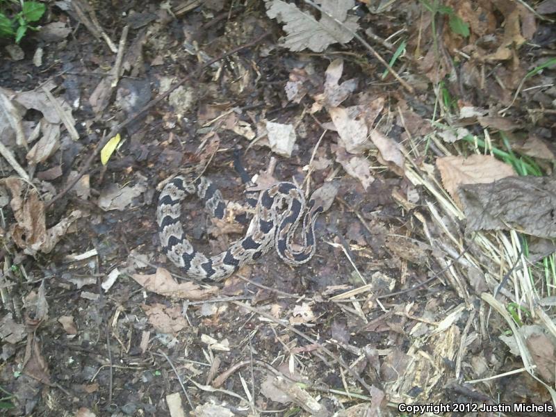 Timber Rattlesnake (Crotalus horridus)