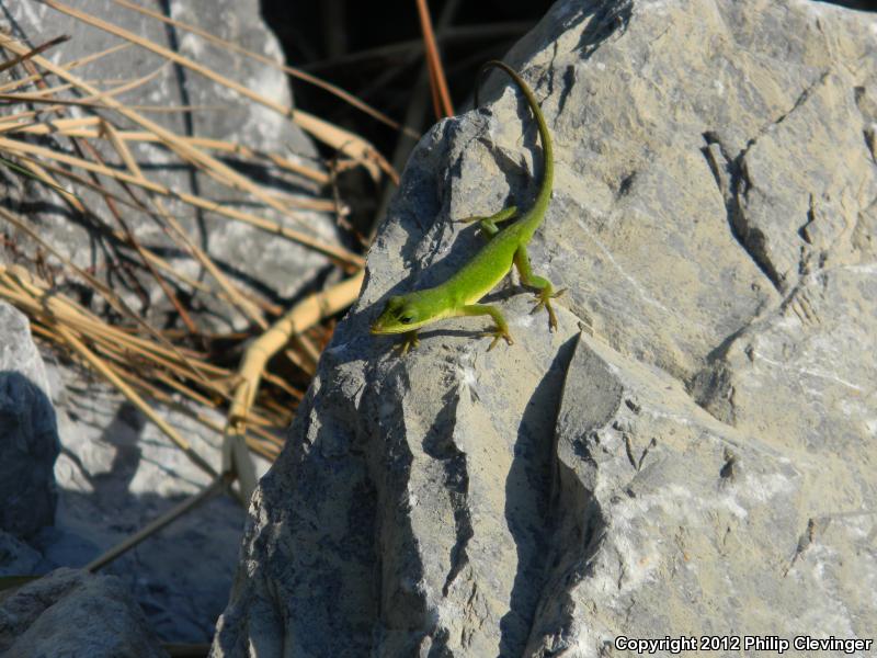 Northern Green Anole (Anolis carolinensis carolinensis)