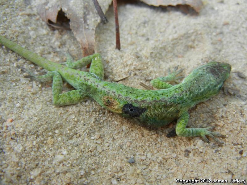 Northern Green Anole (Anolis carolinensis carolinensis)