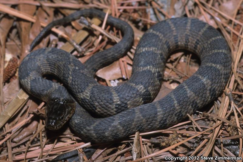 Northern Watersnake (Nerodia Sipedon Sipedon)