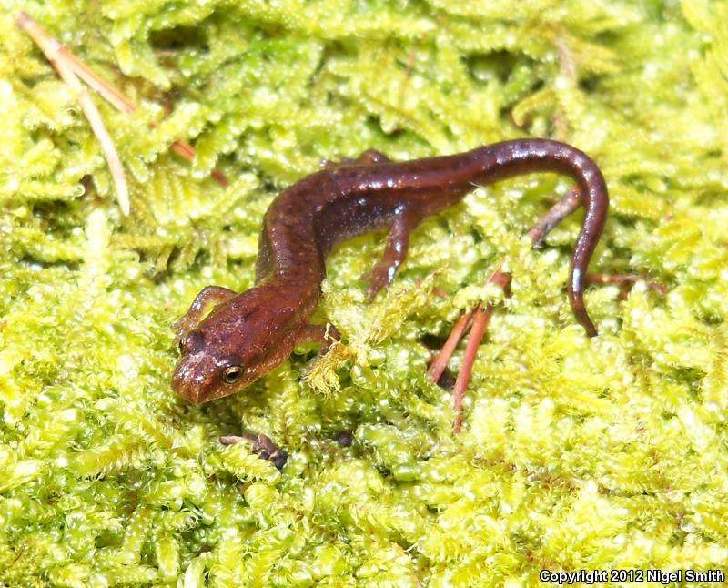 Ocoee Salamander (Desmognathus ocoee)