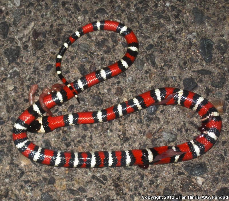 San Diego Mountain Kingsnake (Lampropeltis zonata pulchra)