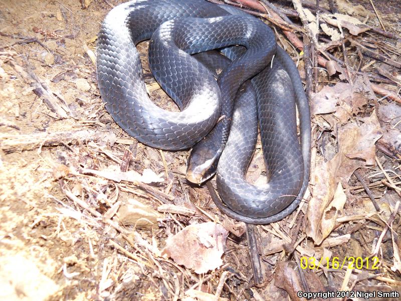 Northern  Black Racer (Coluber constrictor constrictor)