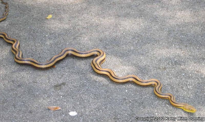 Yellow Ratsnake (Pantherophis obsoletus quadrivittatus)