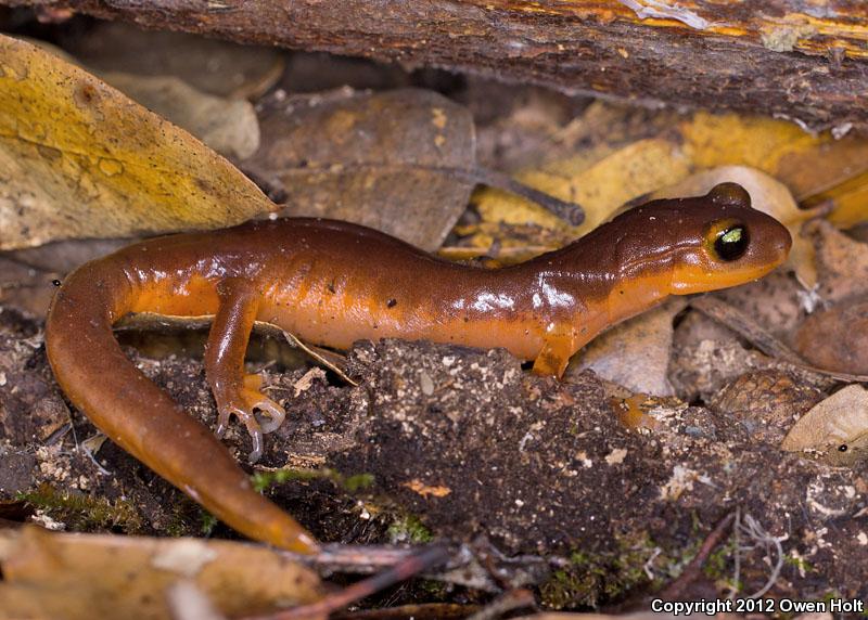 Ensatina (Ensatina eschscholtzii)