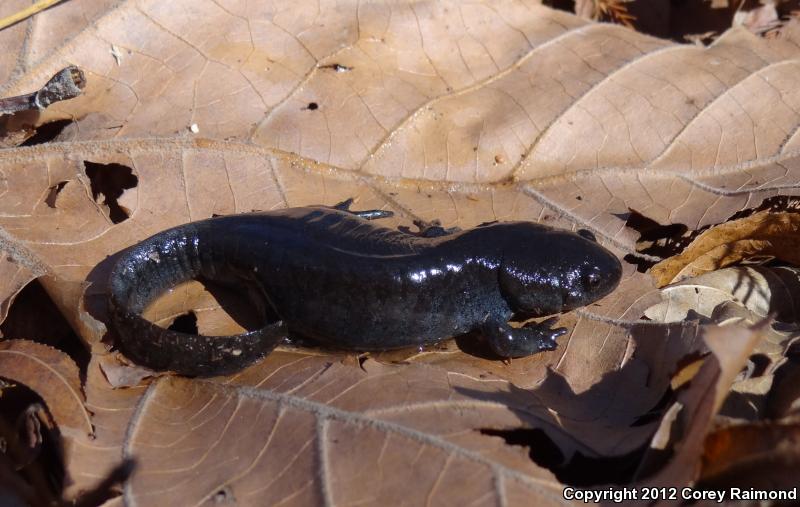 Mole Salamander (Ambystoma talpoideum)