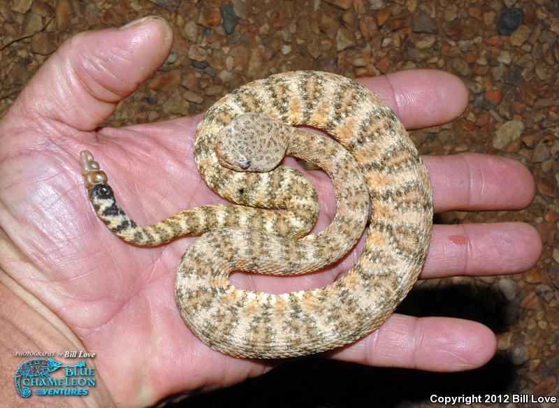 Southwestern Speckled Rattlesnake (Crotalus mitchellii pyrrhus)