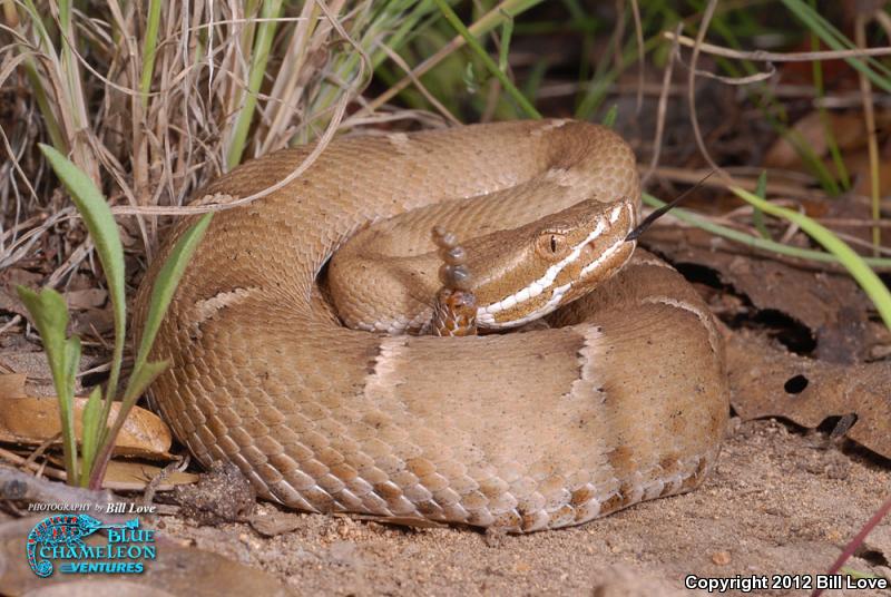 Arizona Ridge-nosed Rattlesnake (Crotalus willardi willardi)