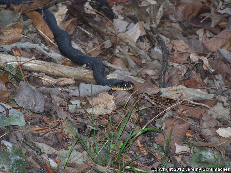 Yellow-bellied Watersnake (Nerodia erythrogaster flavigaster)