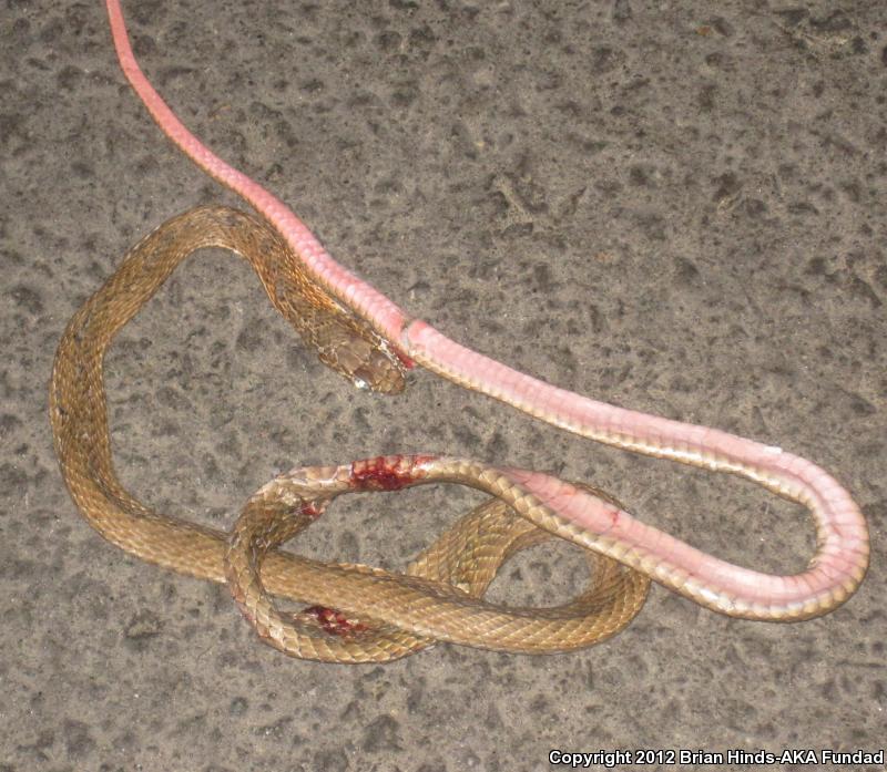 San Joaquin Coachwhip (Coluber flagellum ruddocki)