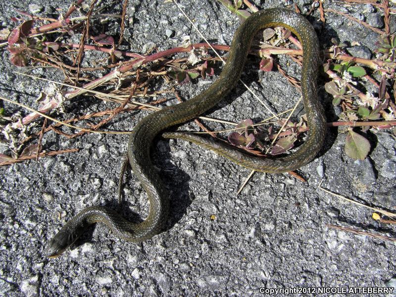 Striped Crayfish Snake (Regina alleni)