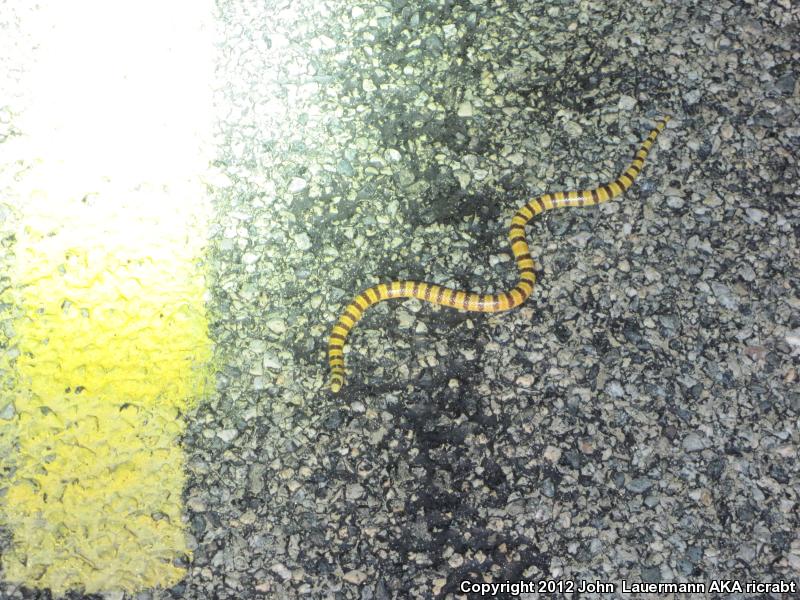 Mojave Shovel-nosed Snake (Chionactis occipitalis occipitalis)