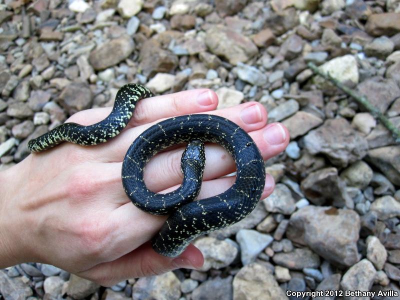 Black Kingsnake (Lampropeltis Getula Nigra)