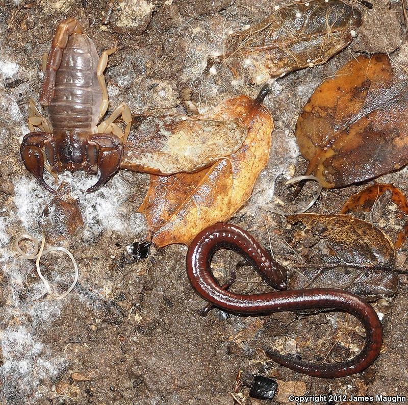 California Slender Salamander (Batrachoseps attenuatus)