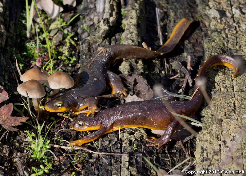 Coast Range Newt (Taricha torosa torosa)