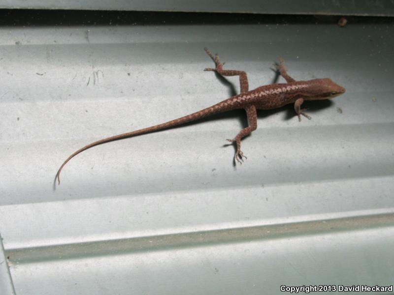 Northern Green Anole (Anolis carolinensis carolinensis)