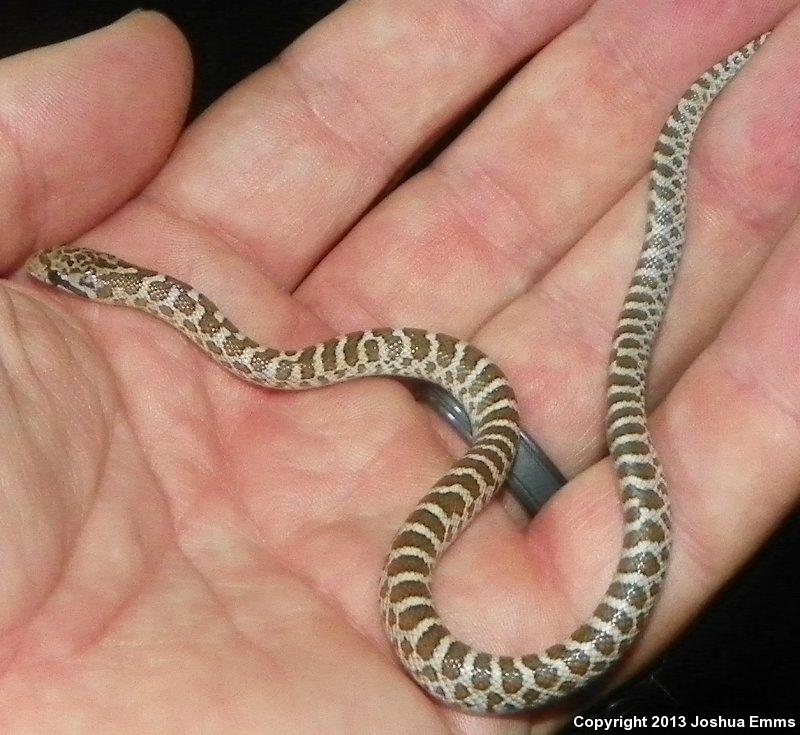 Painted Desert Glossy Snake (Arizona elegans philipi)