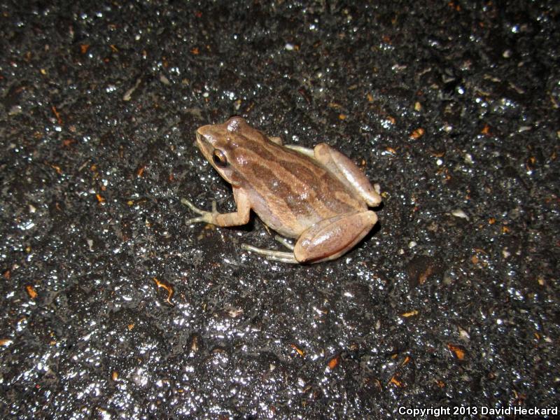 Cajun Chorus Frog (Pseudacris fouquettei)