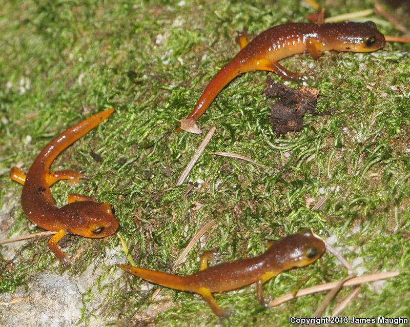 Yellow-eyed Ensatina (Ensatina eschscholtzii xanthoptica)