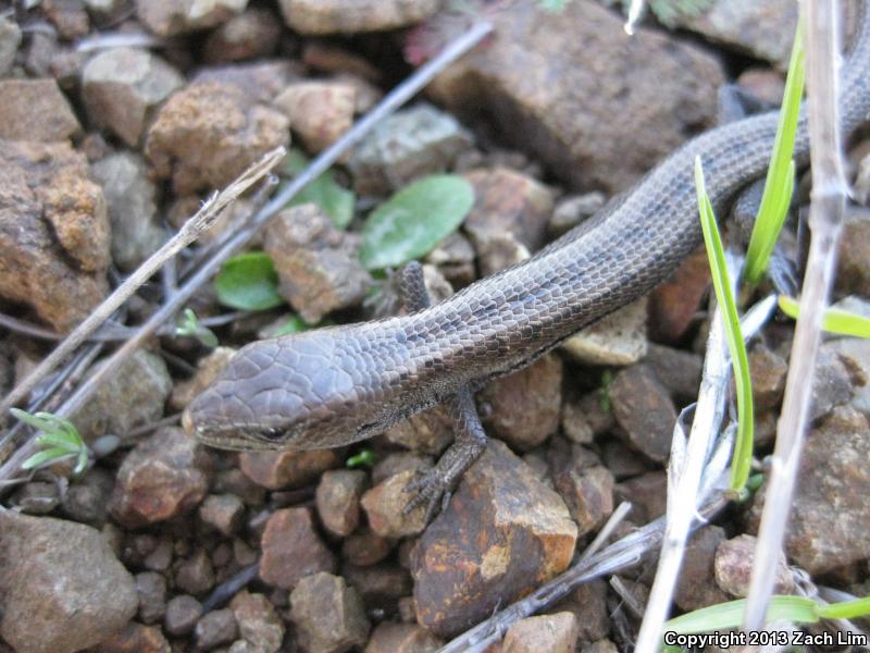 San Francisco Alligator Lizard (Elgaria coerulea coerulea)