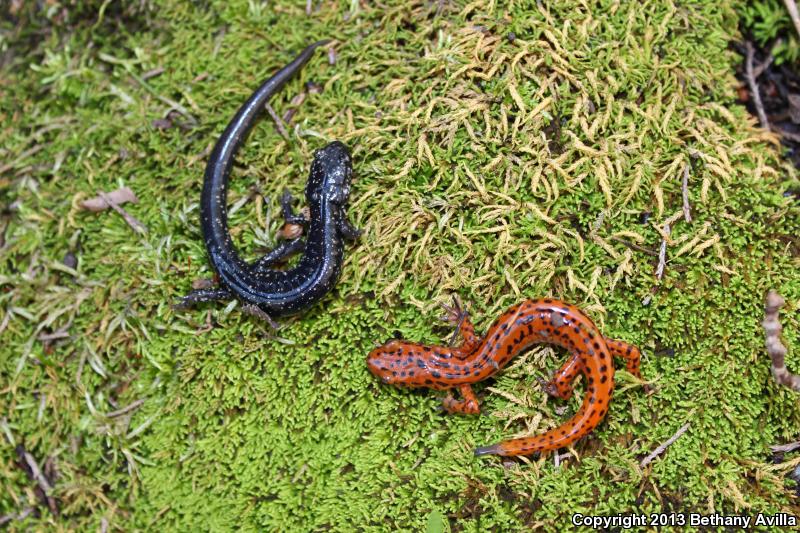 Northern Slimy Salamander (Plethodon glutinosus)