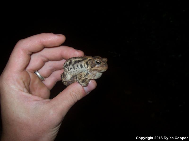 Southern Toad (Anaxyrus terrestris)