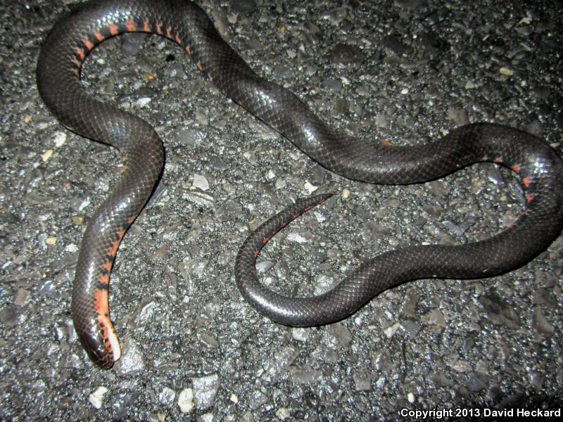 Western Mudsnake (Farancia abacura reinwardtii)