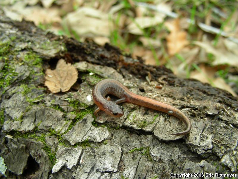 Webster's Salamander (Plethodon websteri)