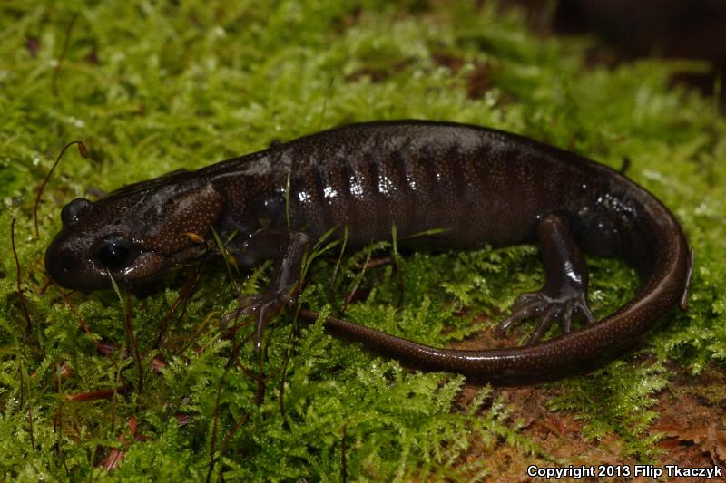 Northwestern Salamander (Ambystoma gracile)