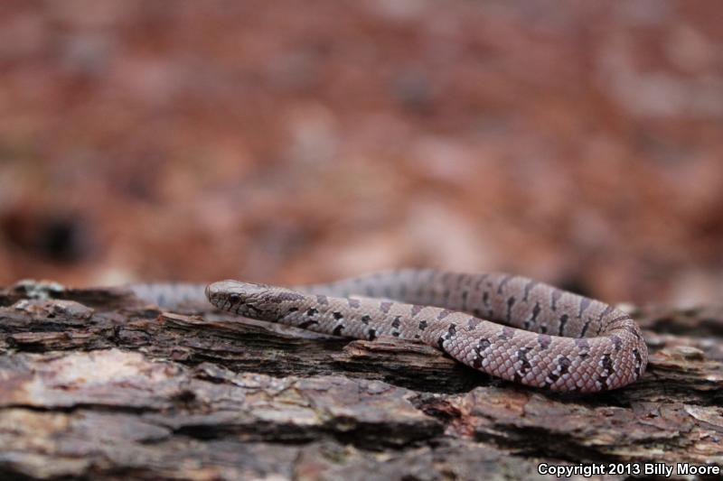 Mole Kingsnake (Lampropeltis calligaster rhombomaculata)