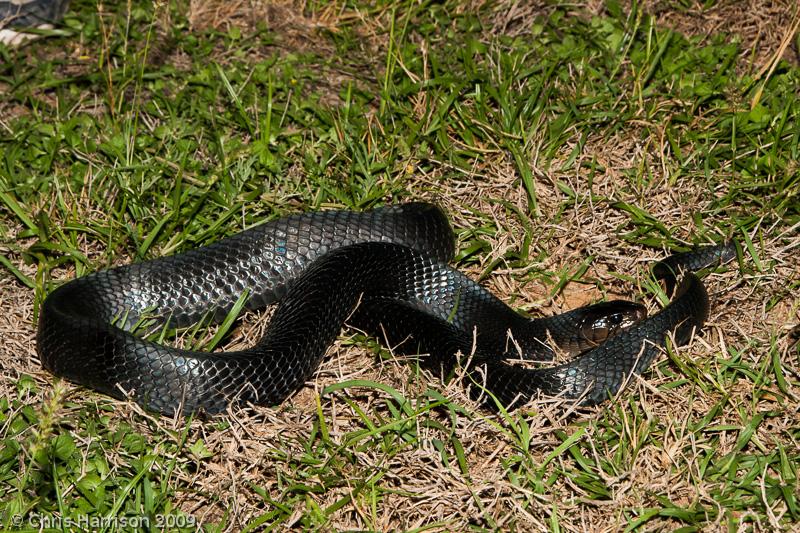 texas indigo snake gets bit by rattlesnake