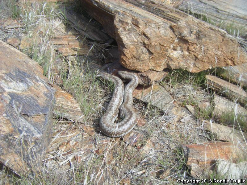 Coastal Rosy Boa (Lichanura trivirgata roseofusca)