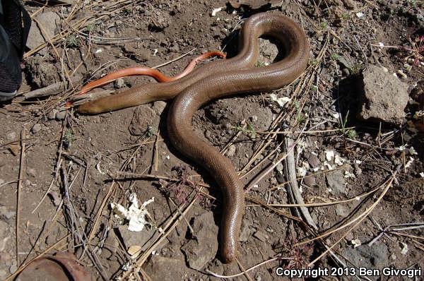 Northern Rubber Boa (Charina bottae)