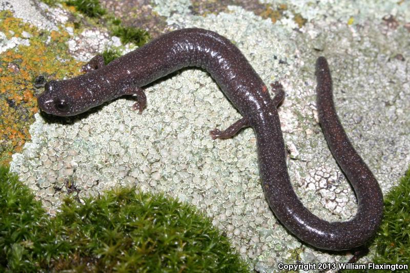 Garden Slender Salamander (Batrachoseps major)