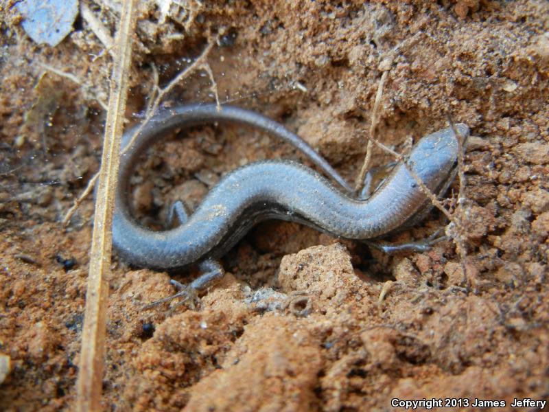 Little Brown Skink (Scincella lateralis)