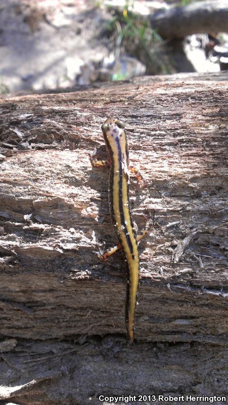 Three-lined Salamander (Eurycea guttolineata)